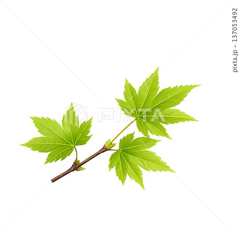 水彩風 新緑のカエデの枝イラスト 春の若葉 切り抜きPNG 137053492