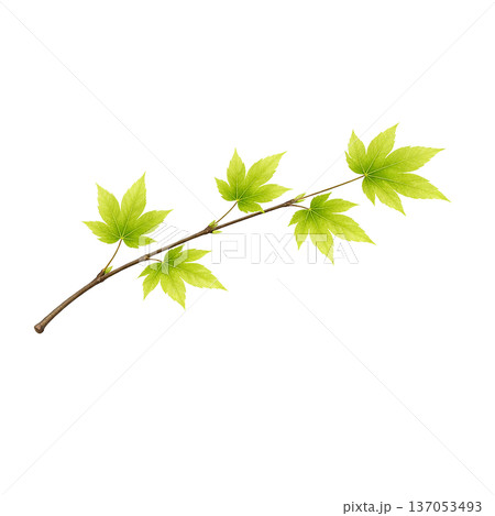 水彩風 新緑のカエデの枝イラスト 春の若葉 切り抜きPNG 137053493