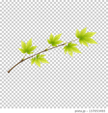 水彩風 新緑のカエデの枝イラスト 春の若葉 切り抜きPNG 137053493