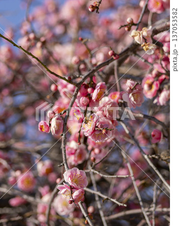 梅の花とミツバチ 137053582