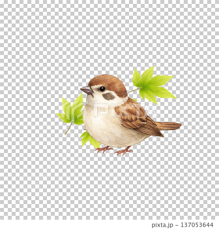 水彩風格插圖，一隻小鳥和新鮮的綠葉，春季野生鳥類剪影PNG格式 137053644