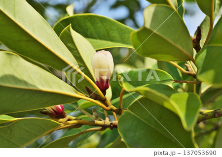 白いオガタマノキの花(冬、二月) 白いオガタマノキの花(冬、二月) 137053690
