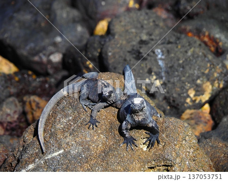 仲良く日向ぼっこするウミイグアナ 137053751