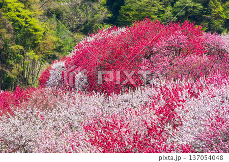 花桃（阿智村・花桃の里にて） 137054048