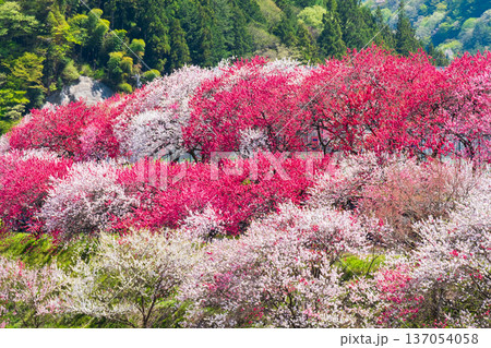 花桃（阿智村・花桃の里にて） 137054058