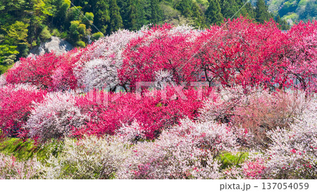 花桃(阿智村・花桃の里にて) 花桃(阿智村・花桃の里にて) 137054059