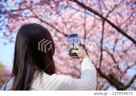 満開の桜の写真を撮る20代の女性 満開の桜の写真を撮る20代の女性 137054073