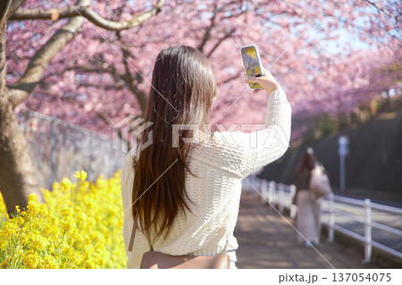 満開の桜の写真を撮る20代の女性 137054075
