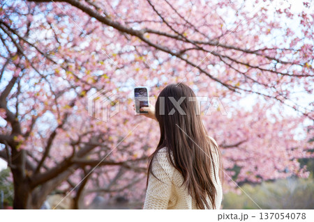満開の桜の写真を撮る20代の女性 137054078