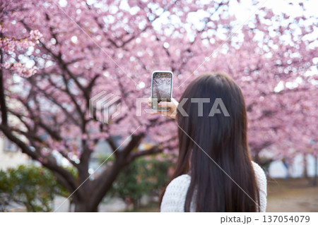 満開の桜の写真を撮る20代の女性 137054079