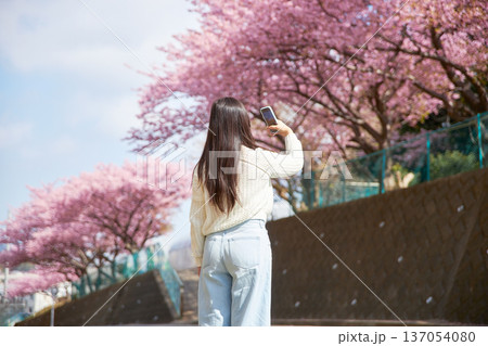 満開の桜の写真を撮る20代の女性 満開の桜の写真を撮る20代の女性 137054080