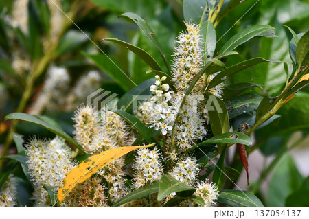 セイヨウバクチノキ　Cherry Laurel 137054137