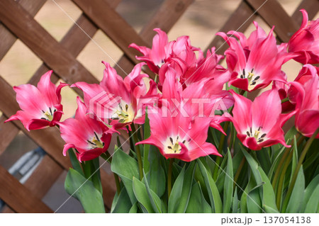 チューリップ「プリティーラブ」　Tulip 'Pretty Love' 137054138
