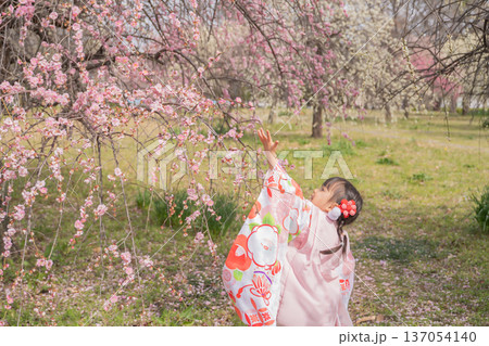 梅の花に手を伸ばす着物姿の女の子 梅の花に手を伸ばす着物姿の女の子 137054140
