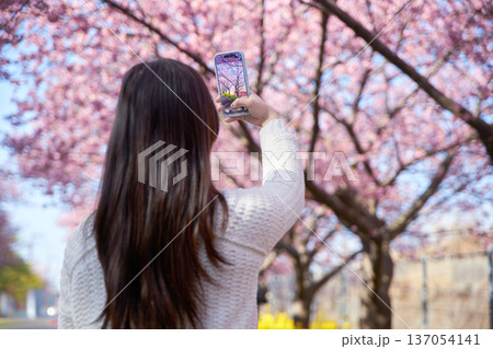 満開の桜の写真を撮る20代の女性 137054141