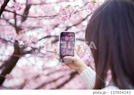 満開の桜の写真を撮る20代の女性 満開の桜の写真を撮る20代の女性 137054143