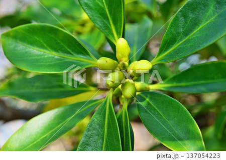 黄緑色のシキミの蕾(冬、二月) 黄緑色のシキミの蕾(冬、二月) 137054223