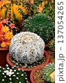 Close-up of Astrophytum asterias Super Kabuto with unique white dotted patterns. 137054265