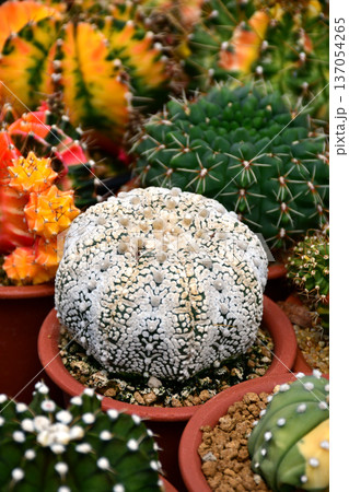 Close-up of Astrophytum asterias Super Kabuto with unique white dotted patterns. 137054265