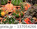 Collection of variegated Gymnocalycium mihanovichii cactus in a nursery greenhouse. 137054266