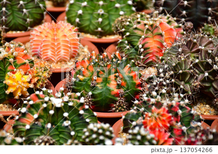 Collection of variegated Gymnocalycium mihanovichii cactus in a nursery greenhouse. Collection of variegated Gymnocalycium mihanovichii cactus in a nursery greenhouse. 137054266