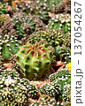 Collection of variegated Gymnocalycium mihanovichii cactus in a nursery greenhouse. 137054267