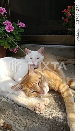 寄り添って眠る2匹の猫 寄り添って眠る2匹の猫 137054274