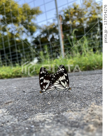 つがいの蝶 137054276