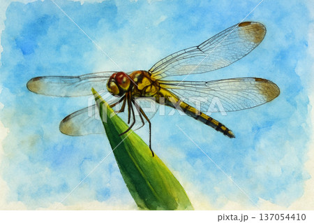 羽を休めるトンボ 137054410