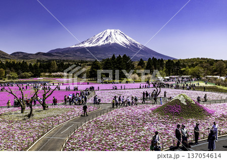 山梨県富士芝桜まつり　芝桜と富士山　 137054614