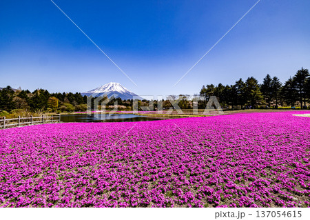 山梨県富士芝桜まつり 芝桜と富士山 山梨県富士芝桜まつり 芝桜と富士山 137054615