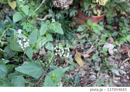 マルバフジバカマ丸葉藤袴 137054683