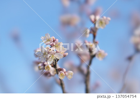 桜桃の花 桜桃の花 137054754