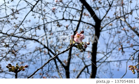 春の訪れを告げる青空を背景にした早咲きの河津桜の可愛いピンク色の花と膨らみかけた蕾 137054861