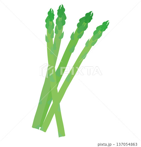 アスパラガスのベクターアイコン、葉物野菜のイラスト素材 アスパラガスのベクターアイコン、葉物野菜のイラスト素材 137054863