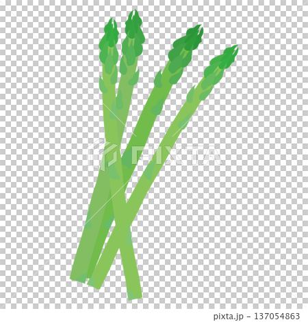 アスパラガスのベクターアイコン、葉物野菜のイラスト素材 アスパラガスのベクターアイコン、葉物野菜のイラスト素材 137054863
