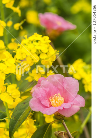春の訪れ　菜の花と椿 137054866