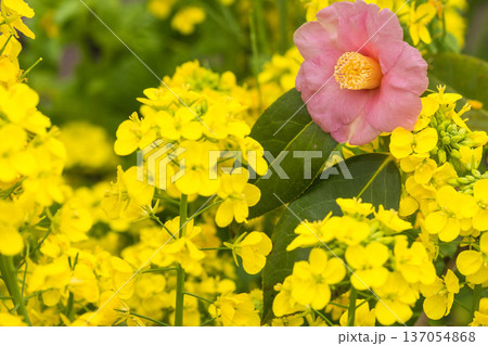 春の訪れ　菜の花と椿 137054868