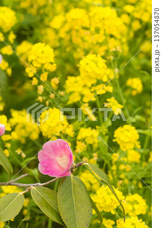 春の訪れ 菜の花と椿 春の訪れ 菜の花と椿 137054870