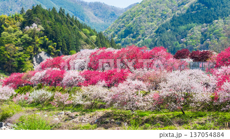 花桃(阿智村・花桃の里にて) 花桃(阿智村・花桃の里にて) 137054884