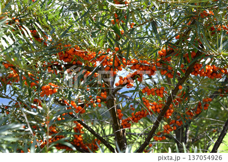 北海道清里町の果樹園 137054926