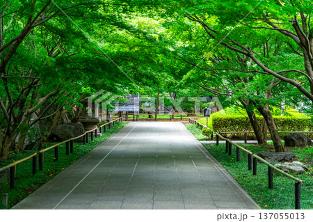 【東京都】爽やかな夏の緑が美しい九品仏浄真寺 137055013