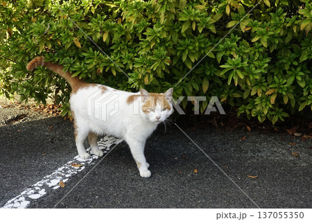 駐車場でエサをねだる胴が白く頭が赤茶色の野良猫 137055350