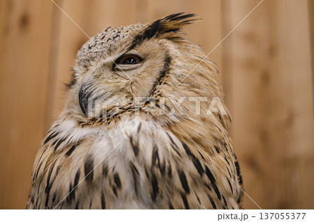 ミミズクの横顔 フクロウのポートレート ミミズクの横顔 フクロウのポートレート 137055377