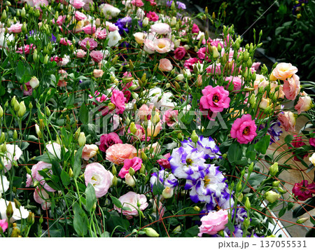 トルコキキョウ 137055531