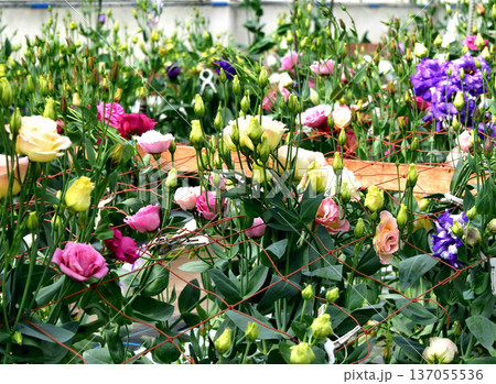 トルコキキョウ 137055536