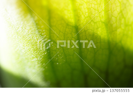 ビカクシダの葉 観葉植物 ビカクシダの葉 観葉植物 137055555