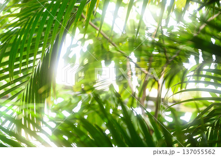 緑の葉の隙間から差し込む光 南国のイメージ 緑の葉の隙間から差し込む光 南国のイメージ 137055562