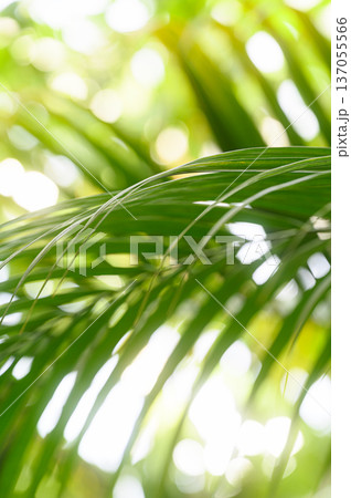 緑の葉の隙間から差し込む光　南国のイメージ 137055566