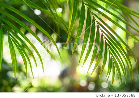 緑の葉の隙間から差し込む光　南国のイメージ 137055569